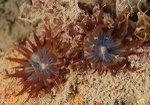 Aiptasia couchii