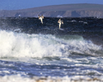 Two Gannets diving, Pentland Firth, Scotland
