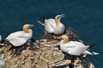 Gannets