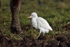 Cattle Egret