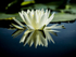 Blackwater Lily