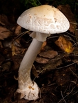 False Deathcap (02)