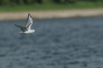 Bonaparte's Gull above Farmoor Reservoir