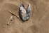 Shell 1