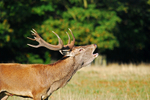 Red Deer