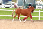 SBM_10175