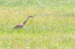 Sandhill Crane--Spring Meadow