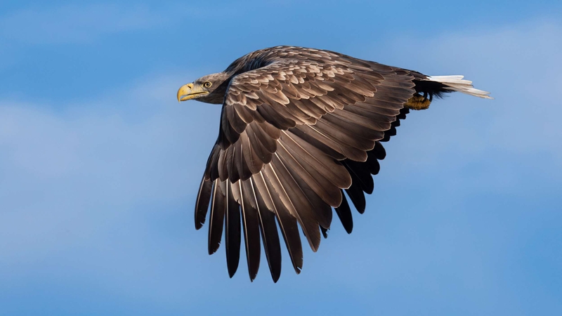 White Tailed Eagle - Isle of Mull - Scotland