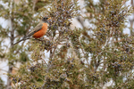 American Robin portfolio