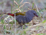 Green-winged Pytilia portfolio