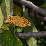 Silver-Washed Fritillary (Argynnis paphia) ♀ 