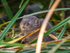 October 2023 - Water Vole