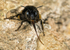 Anthophora  plumipes (f)