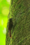 Wedge-billed Woodcreeper portfolio