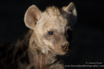Hyena cub in sunlight