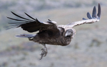 Immature Andean Condor