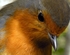 Watching Robin