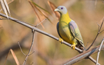 Yellow-footed Green Pigeon