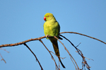 Ring-necked Parakeet
