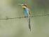 European Bee Eater