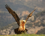 Lammergeier portfolio