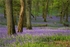 Kinclaven woods 03