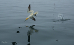 Gannet Diving 1