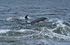Bottlenose Dolphin