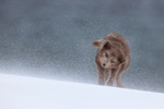 Arctic Fox (female) shakes snow from itself, Hornstrandir, Iceland