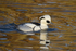 Smew