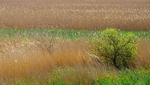 RSPB Minsmere 6May22-80
