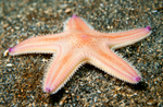 Astropecten irregularis