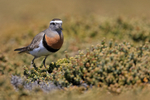 Rufous-chested Dotterel portfolio