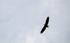 Circling In