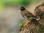 Common Myna perched on tree trunk, Hawaii