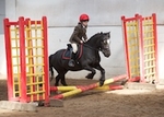 LINK_TO_BartonEC Sat6thJune'15 BeginnersShowJumping portfolio