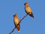 Birds portfolio