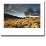 Tree and Forest portfolio