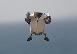 Guillemot portfolio