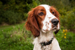 Ozzy the Welsh Springer portfolio
