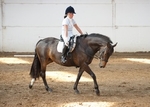 LINK_TO - BartonEC Tues22ndJuly'14 Unaff.Dressage portfolio