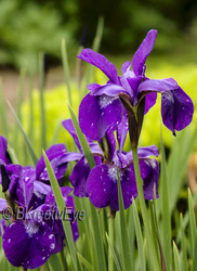 Floral - Plants portfolio