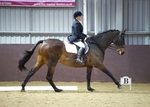 LINK_TO - NorthcoteStud Sun24thOct'13 Unaff.Dressage portfolio