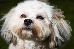 Molly in Peterhead portfolio