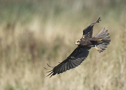 Marsh Harrier portfolio