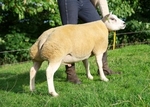 PedigreeSheep at RavenshawFarm 5thSept'13