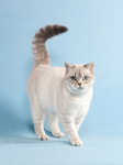 Windymeadow British Shorthairs & Exotics portfolio