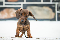 Frankie the Miniature Dachshund Puppy portfolio