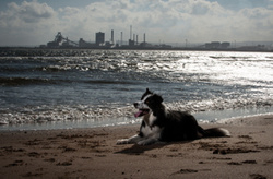 Jed the Collie at Seaton Carew Beach portfolio