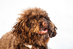 Maisie! portfolio